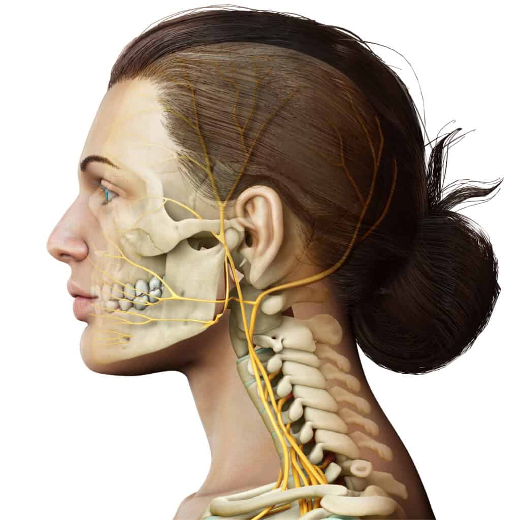3d rendered medically accurate illustration of female head nervous system and skeleton system