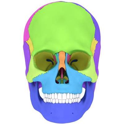 Human skull with colorized skull bone parts. 