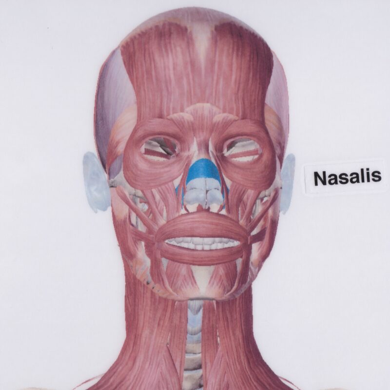 Human skull muscle anatomy - nasal muscle Nasalis shown. 