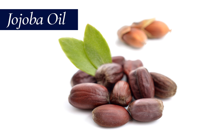 Jojoba plant