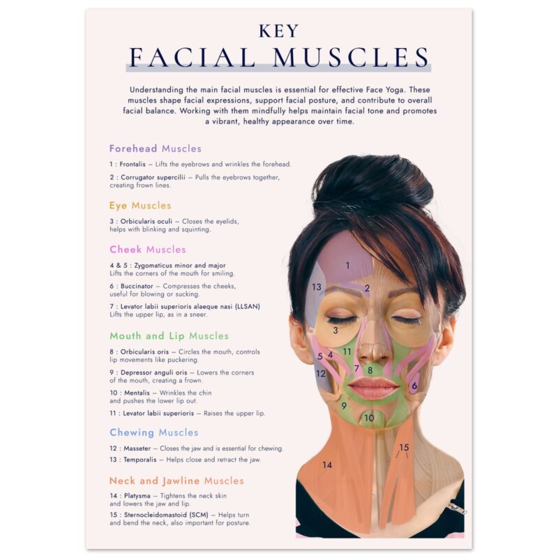 Face Muscles Chart Poster | Face Yoga Method